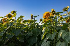 Sonnenblumen und blauer Himmel