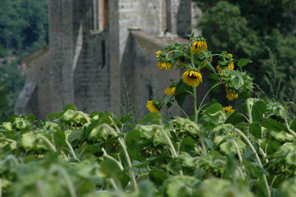 Sonnenblumen und die Kirche San Galgano