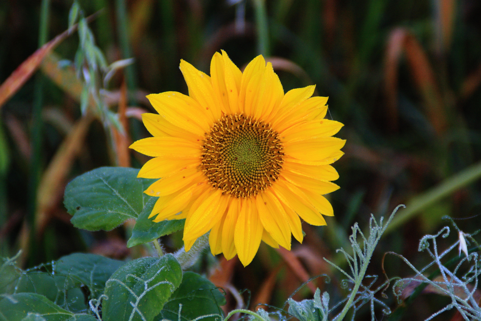 Sonnenblumen und Herbstzauber