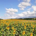 Sonnenblumen- und Kornfelder in der Thermenregion