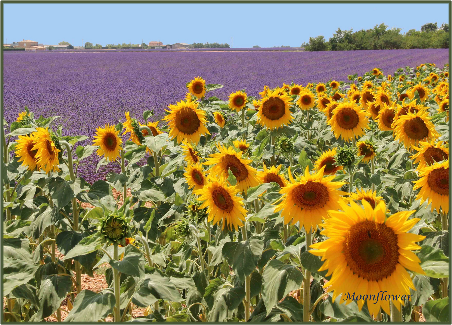 Sonnenblumen und Lavendel