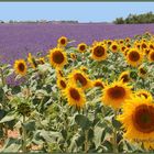 Sonnenblumen und Lavendel