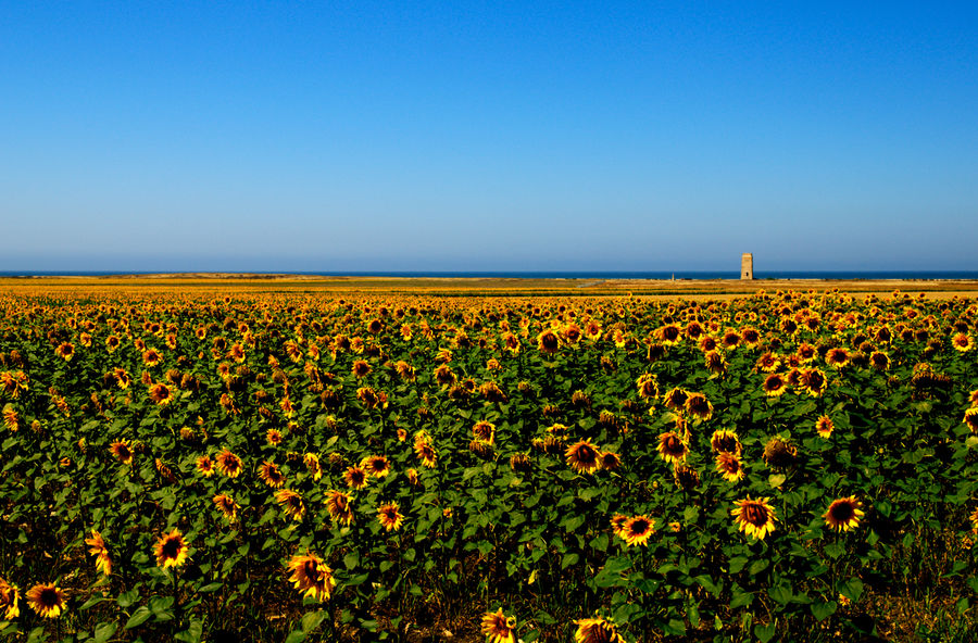 Sonne(nblumen) und Meer