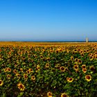 Sonne(nblumen) und Meer