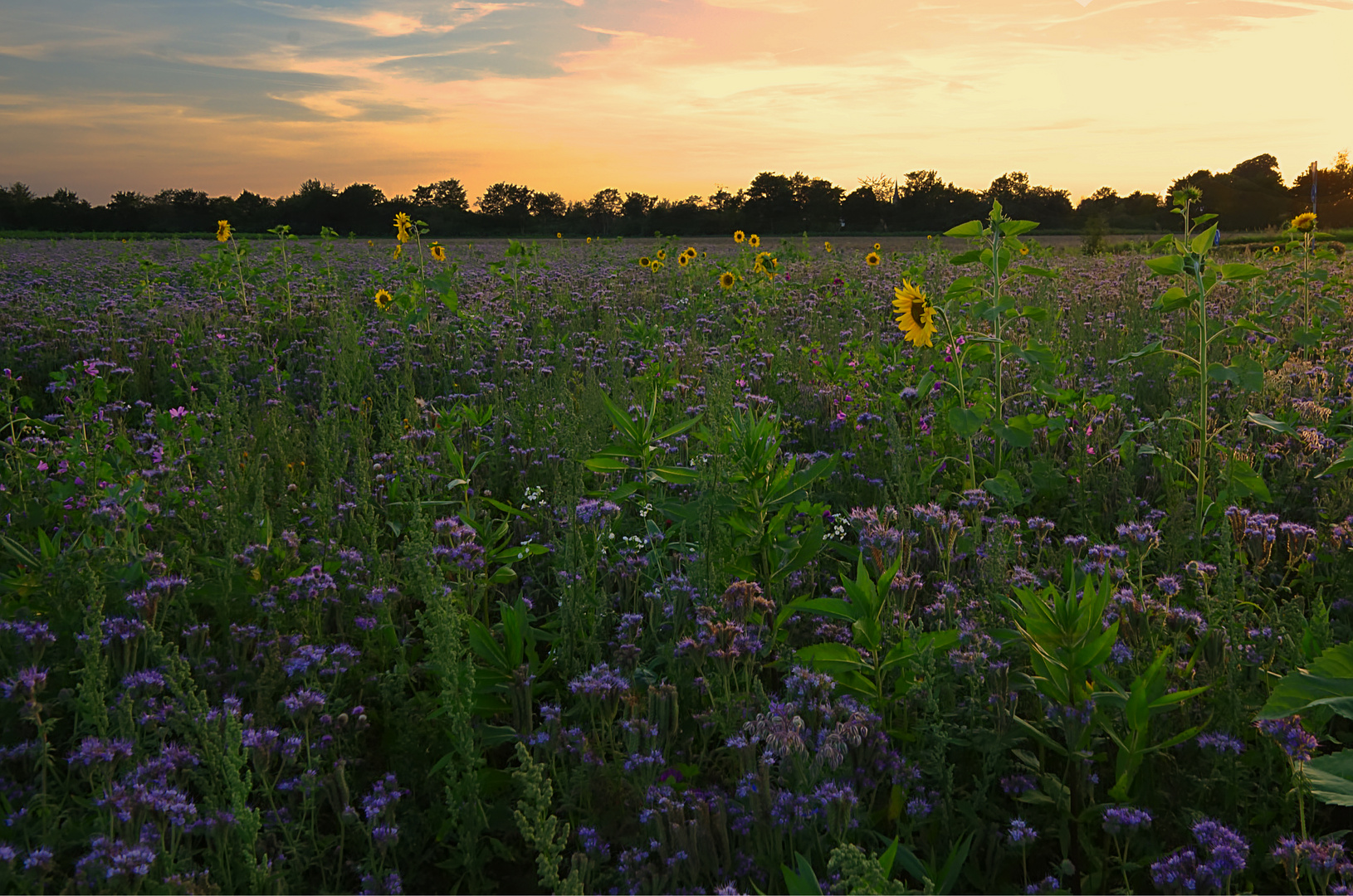 Sonnenblumen und mehr