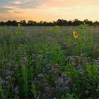 Sonnenblumen und mehr