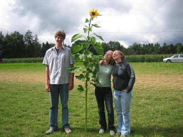 Sonnenblumen und Menschen