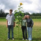 Sonnenblumen und Menschen