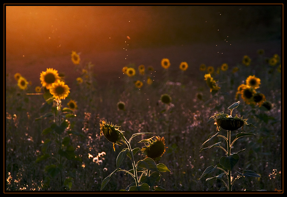 Sonnenblumen und Mücken