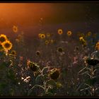 Sonnenblumen und Mücken