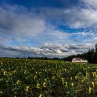 Sonnenblumen und Regenwolken