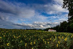 Sonnenblumen und Regenwolken