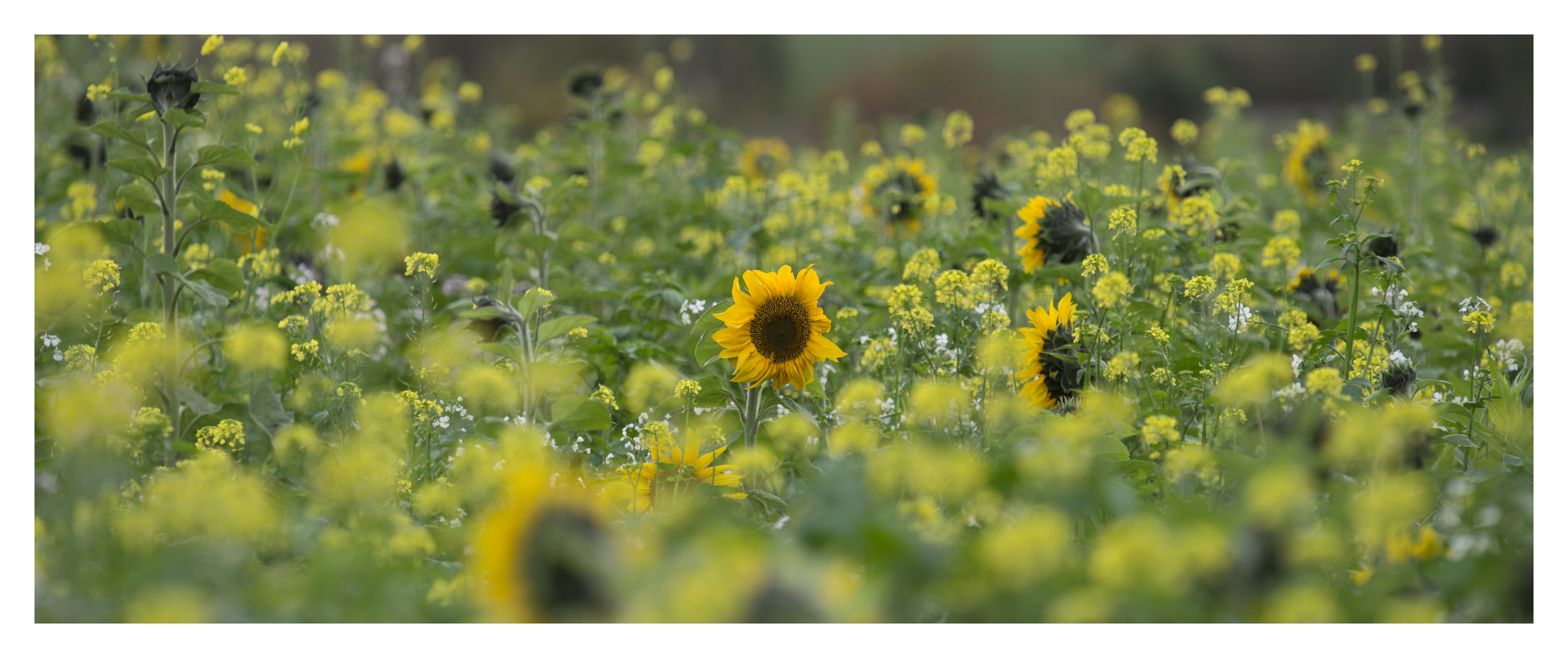 Sonnenblumen und Senf