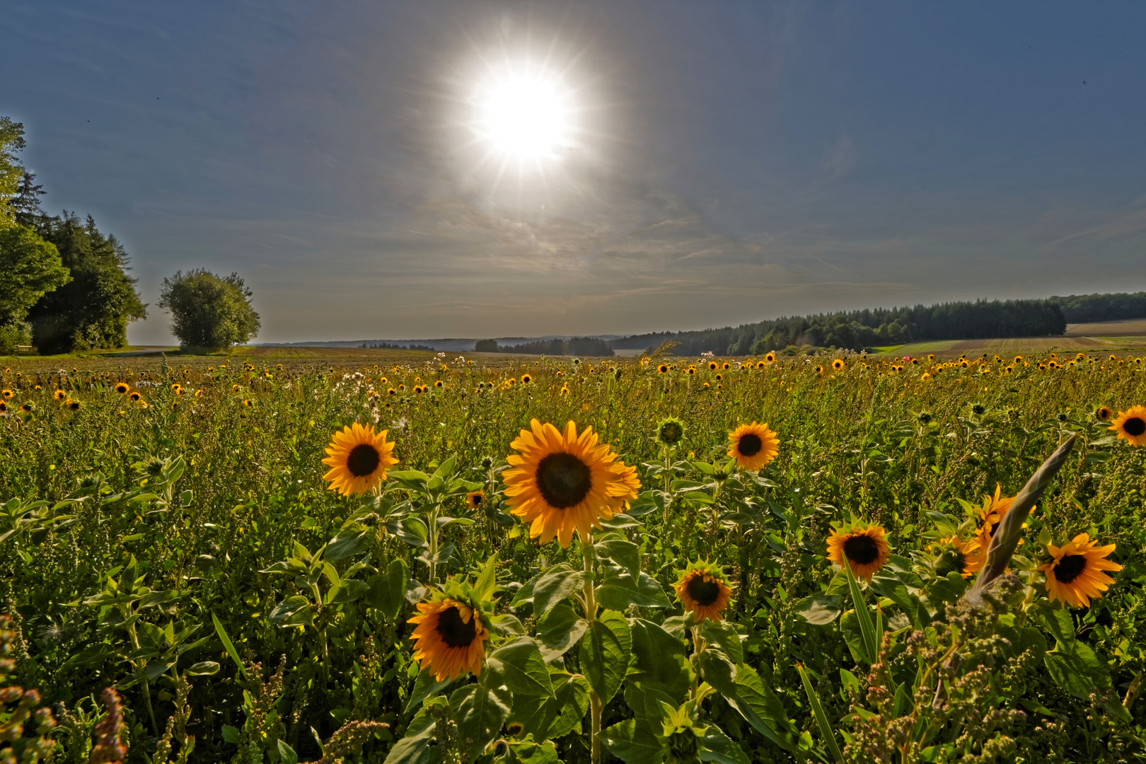 Sonnenblumen und Sonne am Abend Foto &amp; Bild | landschaft, Äcker, felder ...