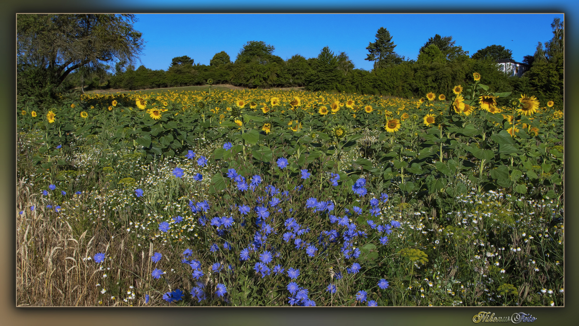 Sonnenblumen und Wegwarte