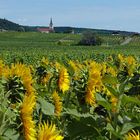 Sonnenblumen und Weinreben