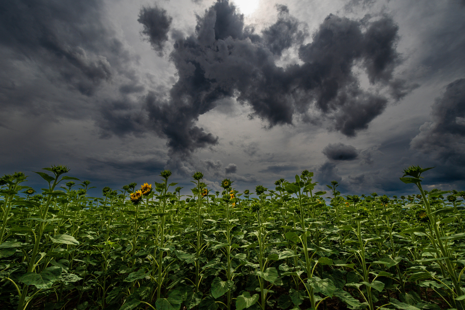 Sonnenblumen und Wolken