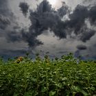 Sonnenblumen und Wolken