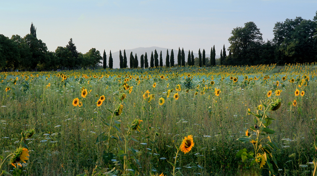 Sonnenblumen und Zypressen, Toscana