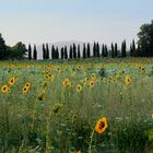 Sonnenblumen und Zypressen, Toscana