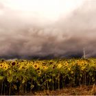 Sonnenblumen unter Regenwolken