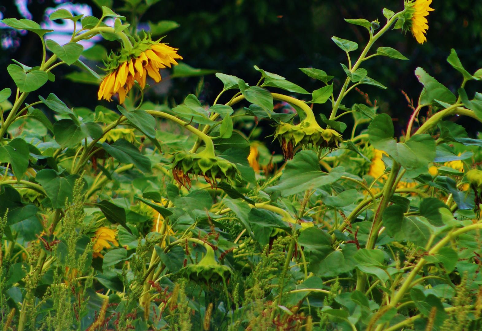 Sonnenblumen unter sich...