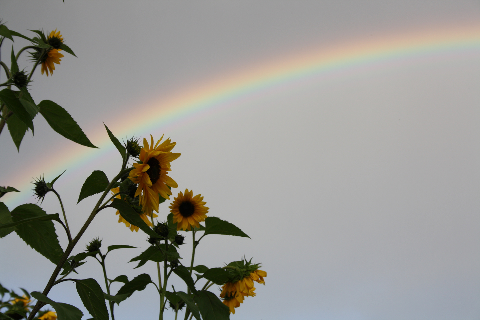 Sonnenblumen unterm Regenbogen