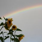 Sonnenblumen unterm Regenbogen