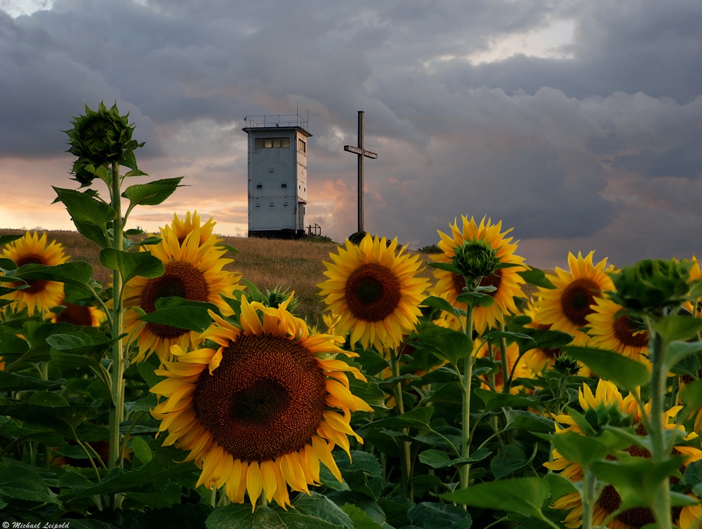 Sonnenblumen unterm Weltfriedenskreuz