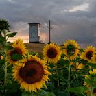 Sonnenblumen unterm Weltfriedenskreuz