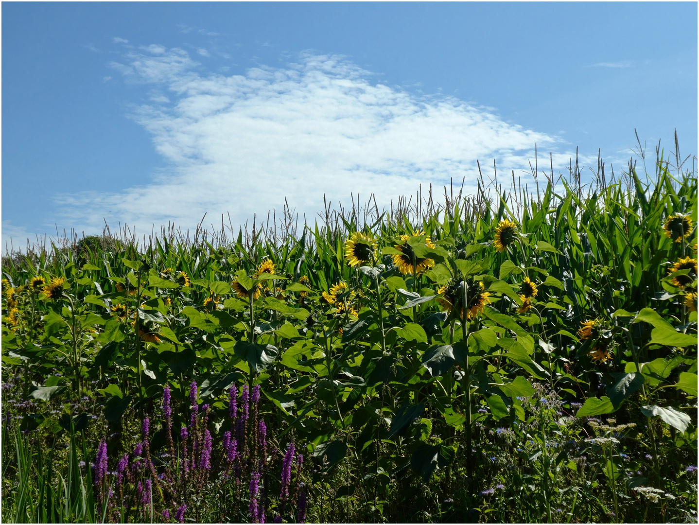 Sonnenblumen usw. 