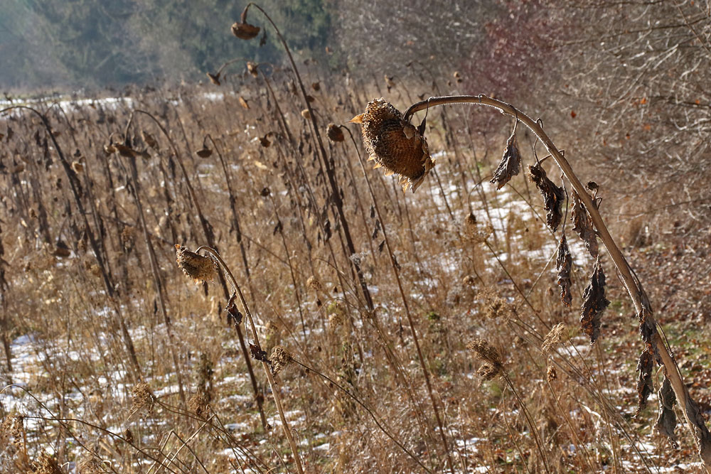 Sonnenblumen verneigen sich vor dem Winter