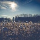 Sonnenblumen vom Schnee bedeckt