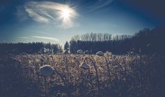 Sonnenblumen vom Schnee bedeckt