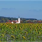 Sonnenblumen von hinten.