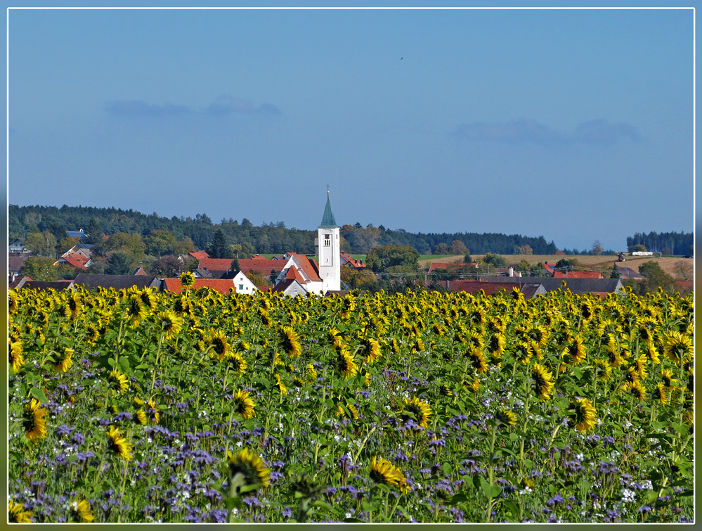 Sonnenblumen von hinten.