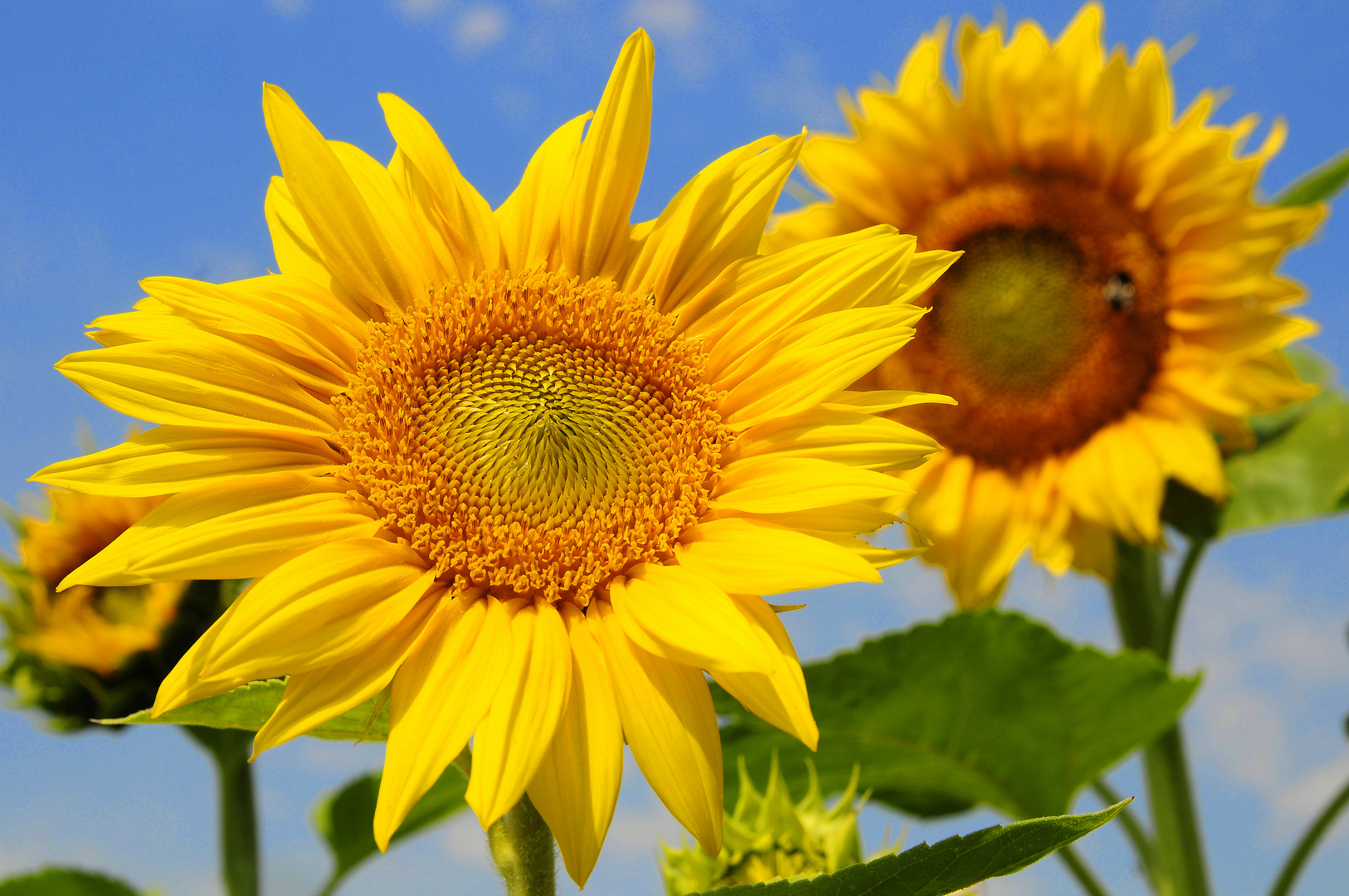 Sonnenblumen vor blauem Himmel