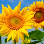 Sonnenblumen vor blauem Himmel