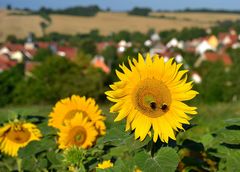 Sonnenblumen vor dem Dorf