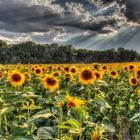 sonnenblumen vor dem gewitter