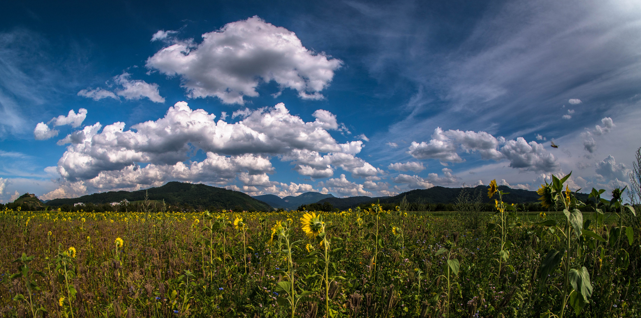 Sonnenblumen vor dem Schwarzwald