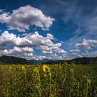 Sonnenblumen vor dem Schwarzwald