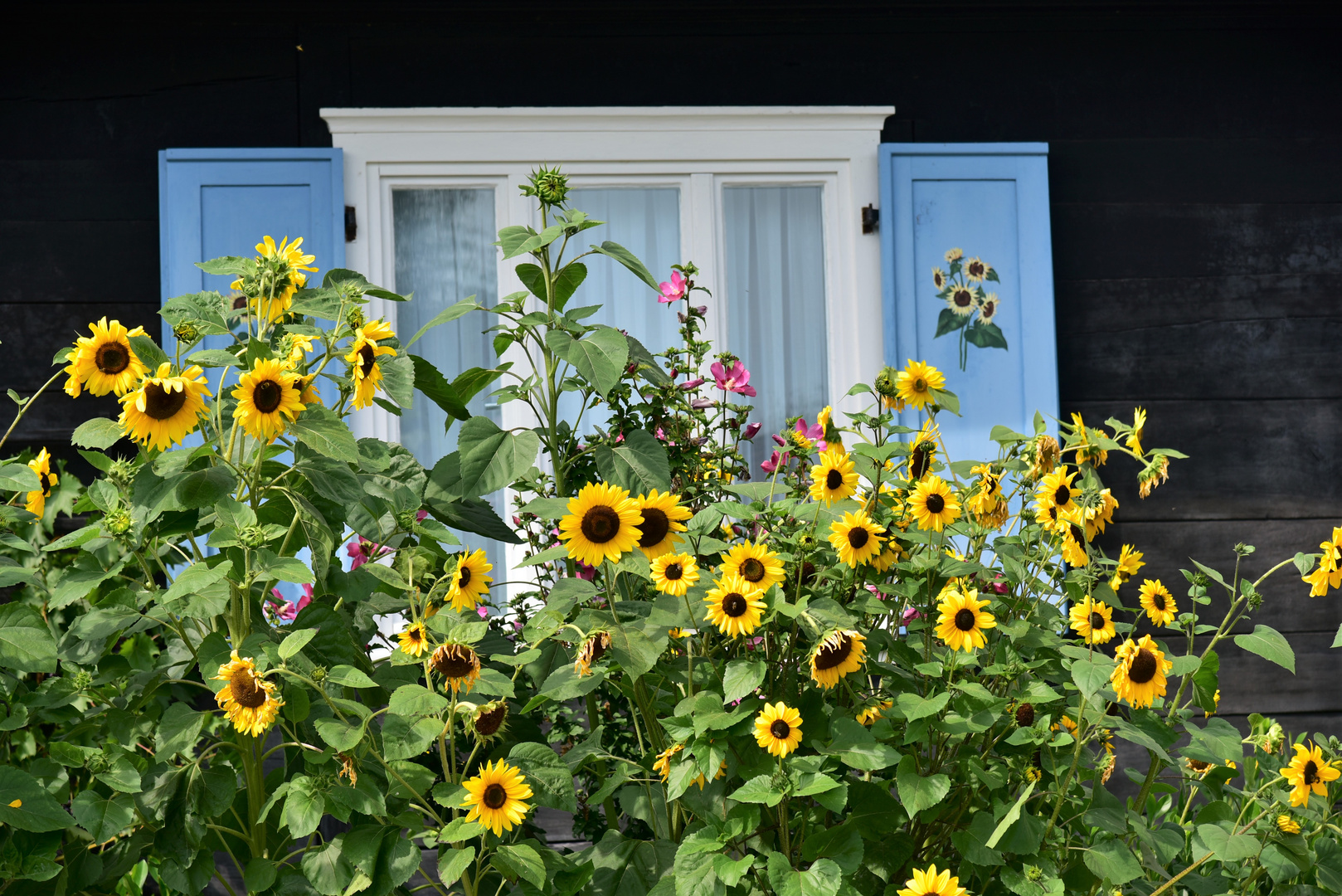 Sonnenblumen vor dem Spreewaldhaus