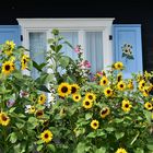 Sonnenblumen vor dem Spreewaldhaus