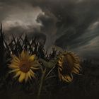 Sonnenblumen vor dem Sturm