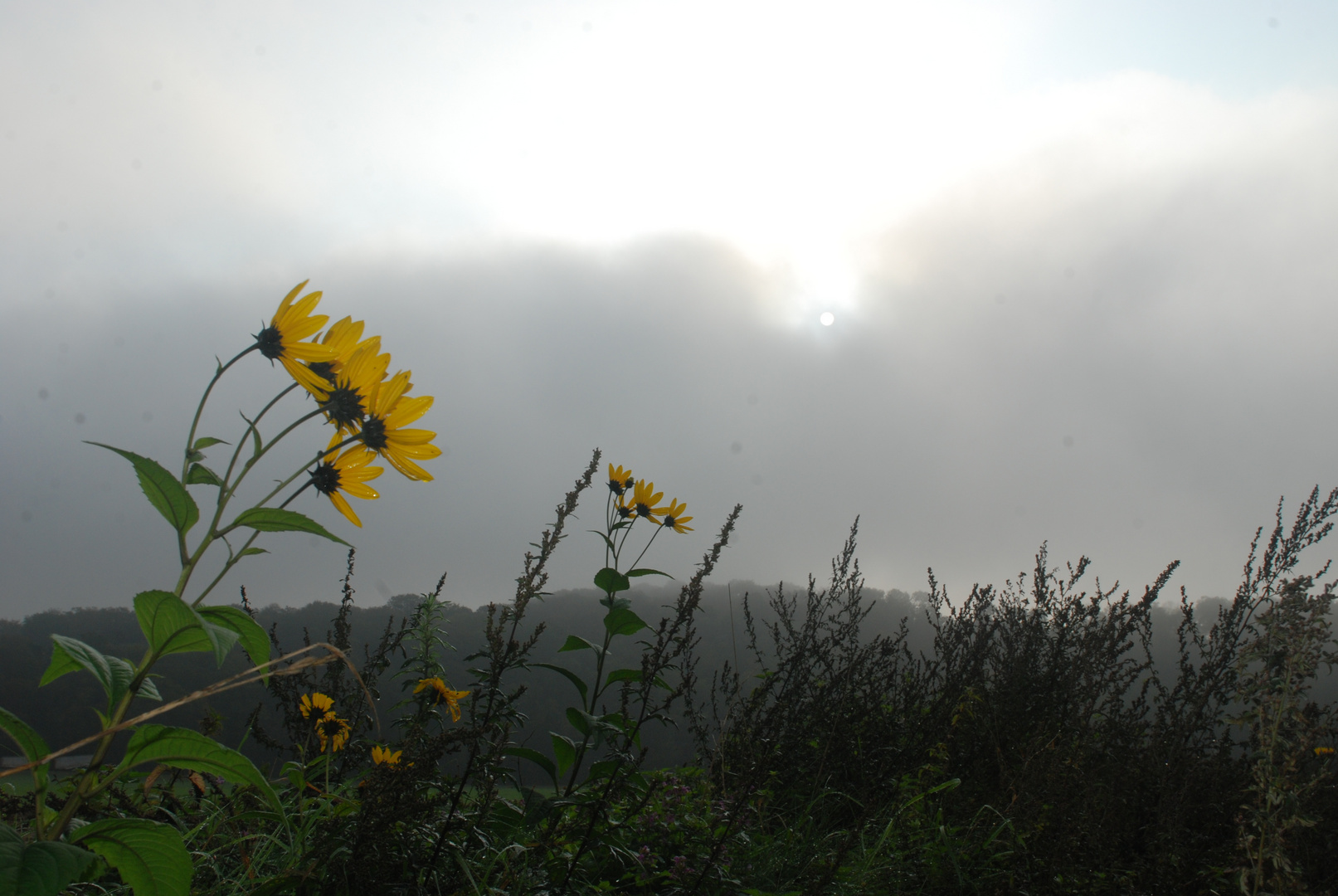 Sonnenblumen vor der Nebelwand