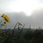 Sonnenblumen vor der Nebelwand