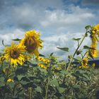 Sonnenblumen vor dunklen Wolken