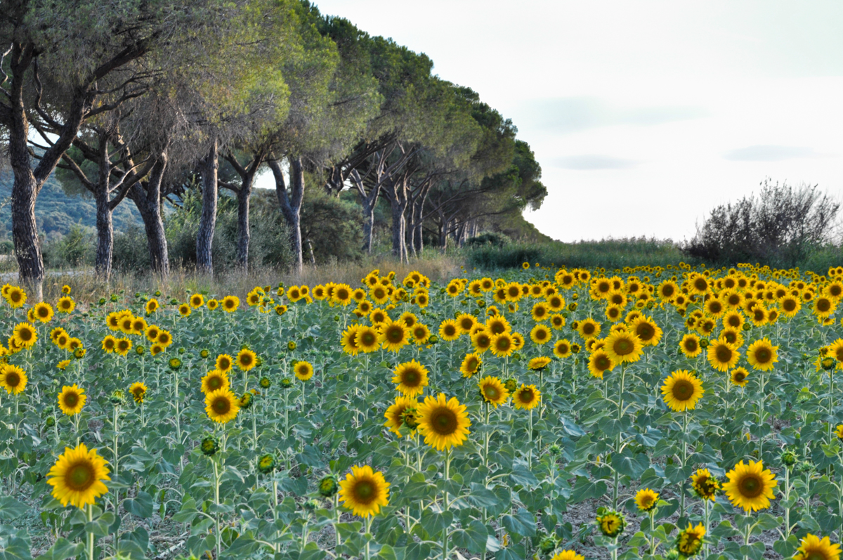 Sonnenblumen vor Pinien