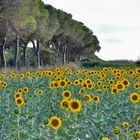 Sonnenblumen vor Pinien